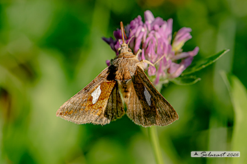 Autographa bractea
