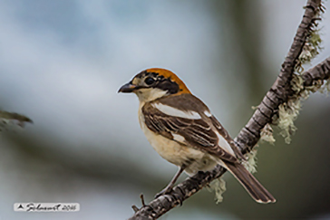 Lanius senator - Woodchat Shrike