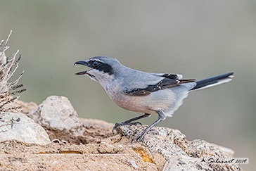 Averla maggiore; Lanius excubitor; Great grey shrike