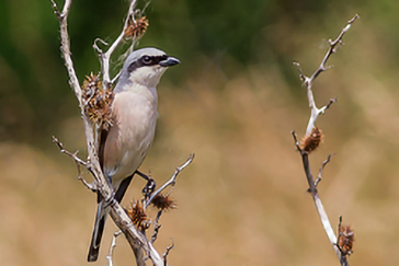 Lanius collurio - Averla piccola - Red-backed Shrike