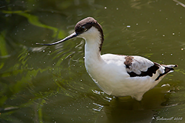 Recurvirostra avosetta - Pied Avocet