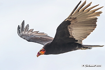 Cathartes aura - turkey vulture