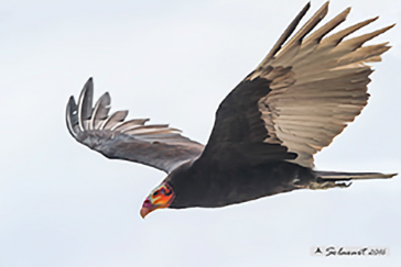 aura gallipavo, buitre americano cabecirrojo