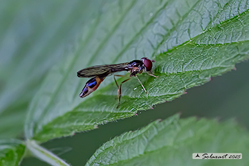 Baccha elongata