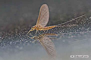 Baetidae - Baetis rhodani