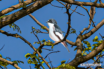 Balia Nera (Ficedula hypoleuca) in abito post nuziale