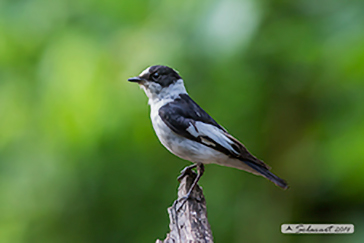 Balia dal collare (Ficedula albicollis)