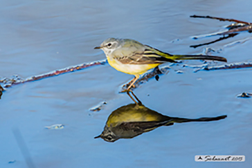 Grey Wagtail, Ballerina gialla, Motacilla cinerea