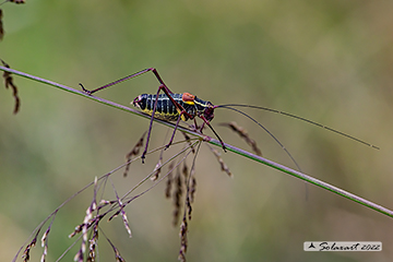 Barbitistes alpinus