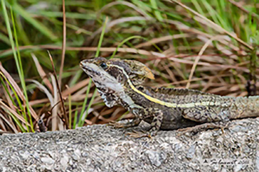 Basiliscus vittatus