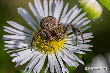 Bassaniodes robustus