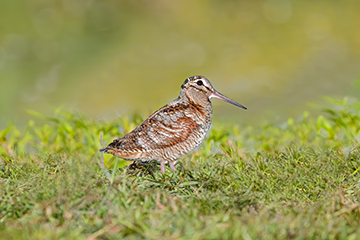 Scolopax rusticola