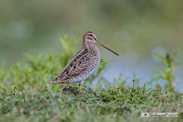  Beccaccino (Gallinago gallinago)