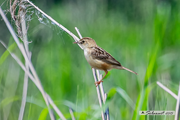 Beccamoschino (Cisticola juncidis - Rafinesque, 1810)