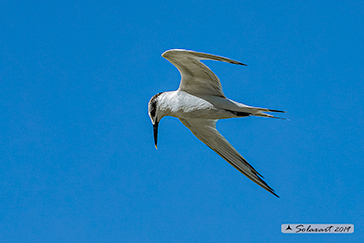 Thalasseus sandvicensis - Beccapesci - Sandwich Tern