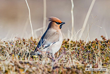 Beccofrusone - Bombycilla garrulus