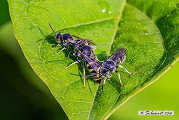 Bembecinus tridens