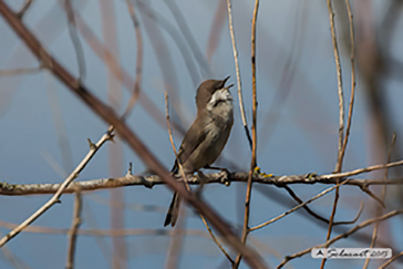 Sylvia curruca  -  Bigiarella  -  lesser whitethroat