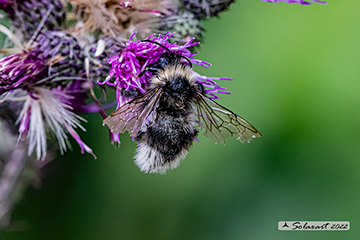 Genere Bombus sottogenere Psithyrus specie ??