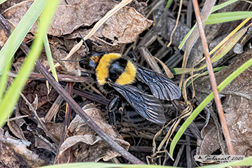 Bombus argillaceus