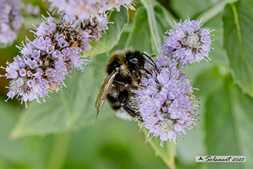 Bombus bohemicus