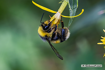 Bombus hortorum