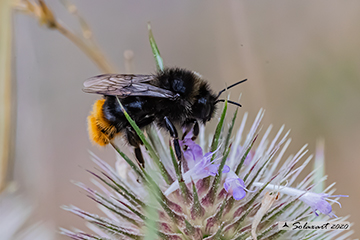 Bombus lapidarius