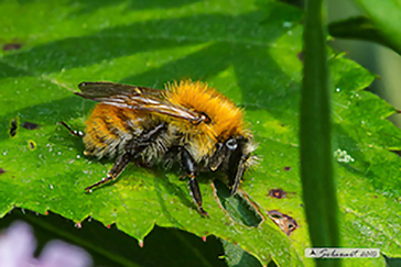 Bombus pascuorum