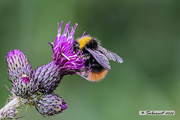 Bombus pratorum