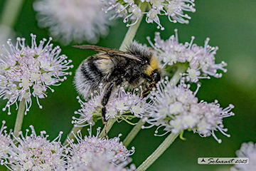 Bombus ruderatus