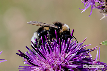 Bombus subterraneus