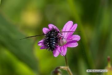 Bombylella atra