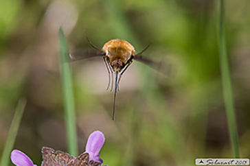 Bombylius major