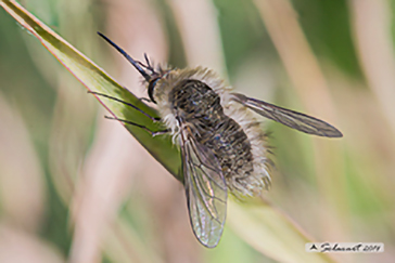 Bombylius minor