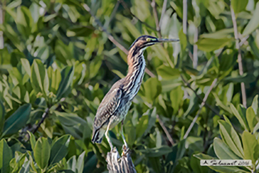 Pinnated Bittern, Tarabuso pinnato caraibico