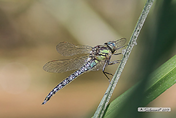 Brachytron pratense -  Hairy Hawker