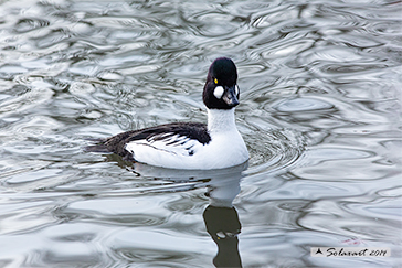 Bucephala islandica - Quattrocchi d'Islanda - Barrow's goldeneye