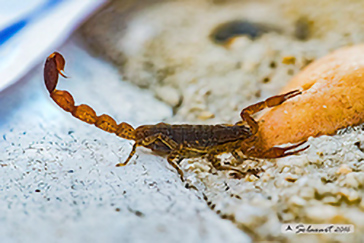 Centruroides sp. 