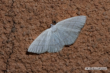 Cabera pusaria