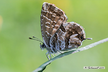 Cacyreus marshalli