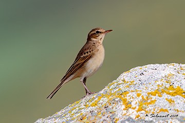 Calandro; Anthus campestris