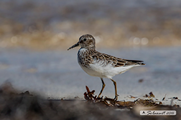 Calidris pusilla