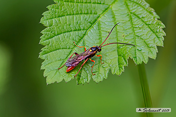 Ichneumonidae - Callajoppa cirrogaster
