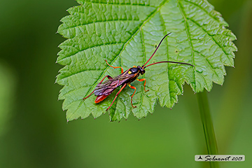 Ichneumonidae - Callajoppa cirrogaster