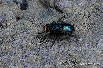 Calliphoridae: Calliphora subalpina