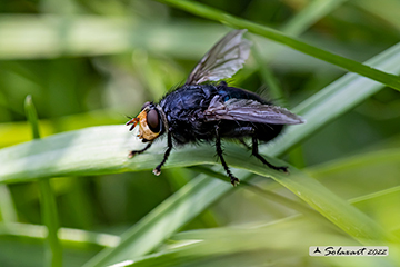 Calliphoridae: Calliphora vicina