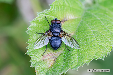 Calliphoridae: Calliphora vomitoria