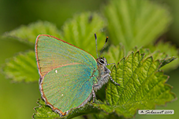 Callophrys rubi