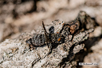 Callopistromyia annulipes