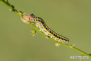 Calophasia lunula